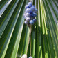 #P05 Little Star Hanging